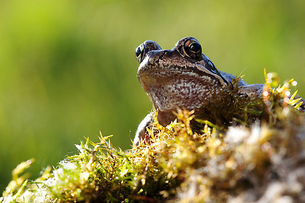 포토 JPG 해외이미지 동물 응시 야생동물 개구리 양서류 이끼 앉기 사람없음 야외 초록색 빛 갈색 가을 관찰 닫기 해외202004 해외포토 시선 계절 컬러 모션 파일형식 이미지허브