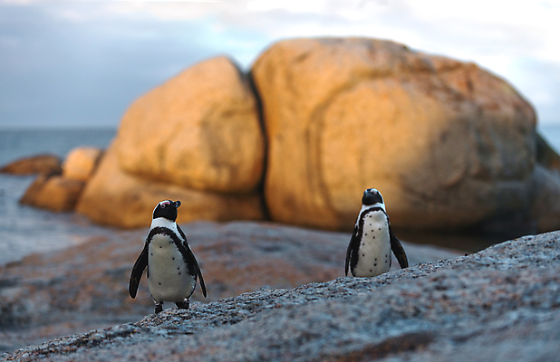 포토 JPG 해외이미지 동물 실루엣 야생동물 바다 아프리카 자연 조류 하늘 함께함 사람없음 야외 물 걷기 환경 일몰 새벽 쌍 저녁 망토 사파리 깃털 펭귄 멸종 대서양 남쪽 내추럴 남아프리카 해외202004 해외포토 자연요소 나라 컨셉 모션 촬영기법 노을 야간 방향 생태계 파일형식 이미지허브