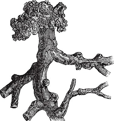 EPS 해외이미지 나무 식물 꽃 잎 꽃무늬 일러스트 미술 검은색 수확 골동품 흰색 개화 관목 그림 원예 뿌리 판화 옛날 해외202004 해외일러스트 컬러 무늬 농업 문화예술 취미 파일형식 벡터 이미지허브