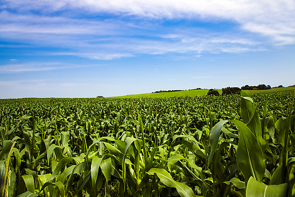 포토 JPG 해외이미지 식물 구름 계절 아시아 밭 농업 자연 하늘 날씨 파노라마 옥수수 사람 풍경 사람없음 야외 여름 파란색 농작물 햇빛 태양 농장 노란색 맑음 흙 활발 수확 성장 시골 황금 농부 낟알 땅 시리얼 밀 심볼 보리 장면 계단식 밀짚 밭일 숙성 전국 세련 해외202004 해외포토 자연요소 직업 나라 산업 음식 컬러 컨셉 곡류 촬영기법 짚 생태계 파일형식 이미지허브
