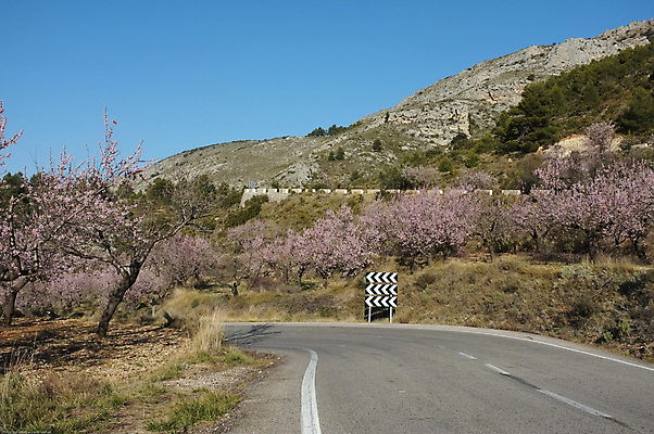 포토 JPG 해외이미지 꽃 도로 길 산 숙이기 풍경 사람없음 가로 햇빛 맑음 침묵 벚꽃 시골 개화 스페인 지중해 멀리 산악지대 알리칸테 해외202004 해외포토 식물 유럽 바다 포즈 교통시설 날씨 태양 소리 파일형식 이미지허브
