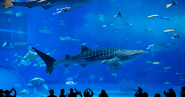포토 JPG 해외이미지 실루엣 실내 어류 사람 손짓 여러명 상반신 파란색 수중 군중 수족관 아쿠아리움 고래상어 해외202004 해외포토 컬러 다수 모션 촬영기법 내부 수중동물 상어 파일형식 이미지허브