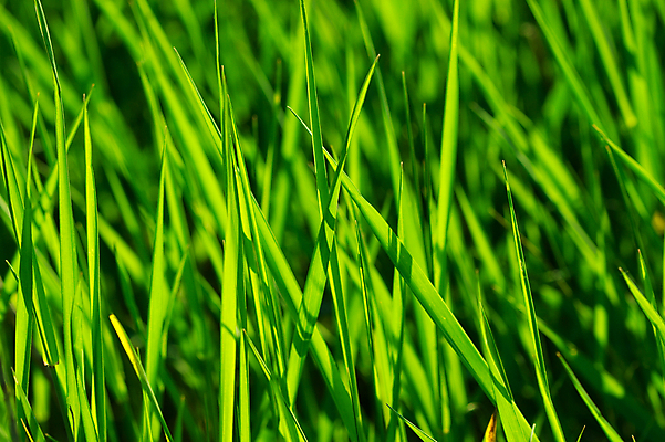 포토 JPG 해외이미지 식물 공원 백그라운드 밭 자연 아침 사람없음 야외 초록색 빛 환경 정원 화목 봄 활발 성장 시골 신선 칼날 닫기 보호 작음 묘사 유기농 원예 야광 내추럴 강렬 뒤뜰 생태학 파라다이스 그리너리 해외202004 해외포토 주간 웰빙 계절 공공시설 교육 컬러 컨셉 농업 모션 취미 크기 생태계 파일형식 트랜드컬러 이미지허브