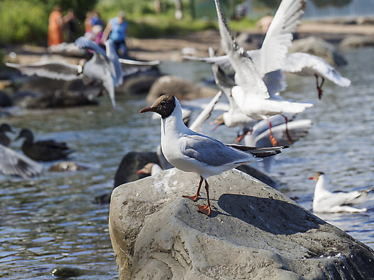 포토 JPG 해외이미지 동물 응시 야생동물 바다 백그라운드 자연 갈매기 조류 서기 앉기 사람없음 야외 물 파란색 태양 회색 자유 흰색 깃털 내추럴 무료 청어 해외202004 해외포토 자연요소 시선 컬러 컨셉 모션 어류 생태계 파일형식 이미지허브