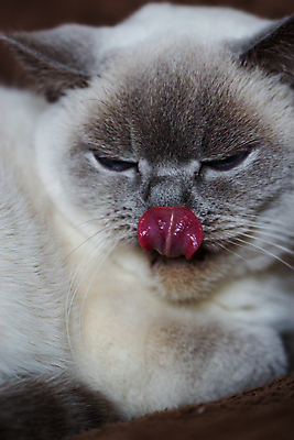 포토 JPG 해외이미지 동물 1 영어 응시 문화 무기 얼굴 백그라운드 포유류 가족 영국 잉글랜드 수염 털 사람 앉기 성인 사람없음 파란색 반려동물 약 노란색 고양이 줄무늬 회색 흰색 고급 은색 작음 유혹 비만 슛 얼룩무늬 솜털 타이틀 고립 접기 스코틀랜드 해외202004 해외포토 문자 시선 유럽 컬러 컨셉 무늬 의학 관계 모션 신체부위 크기 몸매 파일형식 이미지허브