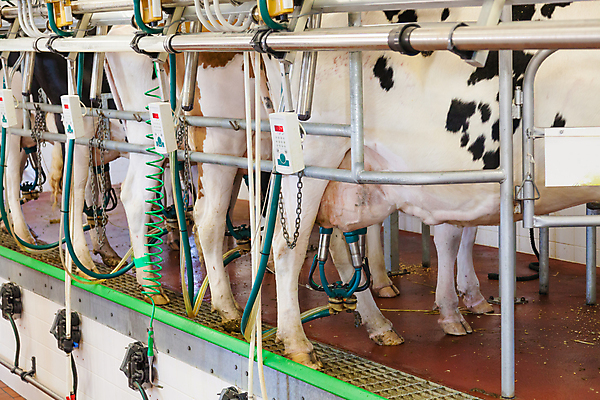 포토 JPG 해외이미지 동물 산업 농업 포유류 공장 사람없음 농장 가축 기계 장비 우유 소 시설 젖 밭일 줄서기 해외202004 해외포토 공업 모션 유제품 파일형식 이미지허브