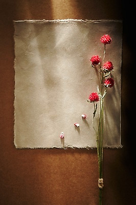 포토 JPG 스튜디오촬영 식물 배너 꽃 종이 배경화면 백그라운드 안내 사각프레임 프레임 광고판 알림판 실내 틀 근접촬영 사람없음 알림 오브젝트 국내포토 뷰포인트 내부 사각형 판 파일형식