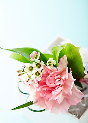 포토 JPG 스튜디오촬영 식물 꽃 분홍색 컬러 꽃다발 백그라운드 꽃백그라운드 실내 근접촬영 사람없음 아웃포커스 카네이션 국내포토 뷰포인트 촬영기법 내부 파일형식