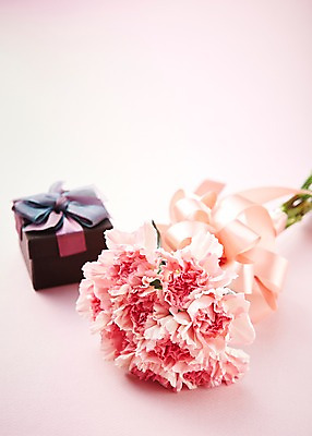 포토 JPG 스튜디오촬영 식물 꽃 분홍색 컬러 꽃다발 백그라운드 꽃백그라운드 실내 선물 사람없음 아웃포커스 선물상자 카네이션 국내포토 촬영기법 내부 상자 파일형식