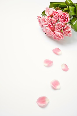 포토 JPG 스튜디오촬영 식물 꽃잎 꽃 분홍색 컬러 꽃다발 백그라운드 꽃백그라운드 실내 사람없음 장미 국내포토 내부 파일형식