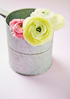 포토 식물 꽃 뷰포인트 컬러 백그라운드 촬영기법 실내 내부 파일형식 노란색 분홍색 화분 꽃백그라운드 아웃포커스 라넌큘러스 근접촬영 스튜디오촬영 사람없음 JPG 국내포토