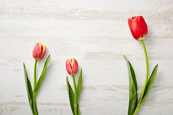 포토 JPG 스튜디오촬영 식물 꽃 컬러 백그라운드 꽃백그라운드 실내 사람없음 빨간색 튤립 세송이 국내포토 3 내부 파일형식