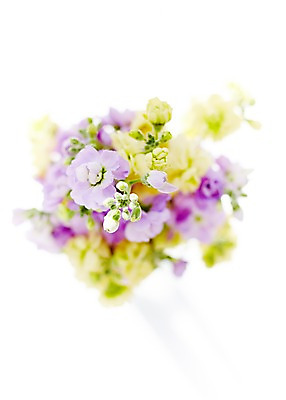 포토 JPG 스튜디오촬영 식물 꽃 컬러 백그라운드 꽃백그라운드 실내 근접촬영 사람없음 아웃포커스 노란색 보라색 스토크 국내포토 뷰포인트 촬영기법 내부 파일형식