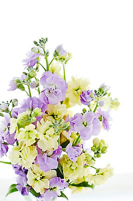 포토 JPG 스튜디오촬영 식물 꽃 컬러 백그라운드 꽃백그라운드 실내 근접촬영 사람없음 노란색 보라색 스토크 국내포토 뷰포인트 내부 파일형식