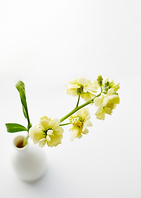 포토 JPG 스튜디오촬영 식물 꽃 컬러 백그라운드 꽃백그라운드 실내 근접촬영 사람없음 아웃포커스 노란색 꽃병 스토크 국내포토 뷰포인트 촬영기법 내부 파일형식