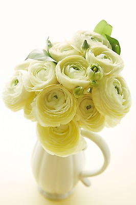 포토 JPG 스튜디오촬영 식물 꽃 컬러 백그라운드 꽃백그라운드 실내 근접촬영 사람없음 아웃포커스 꽃병 흰색 담기 국내포토 뷰포인트 모션 촬영기법 내부 파일형식