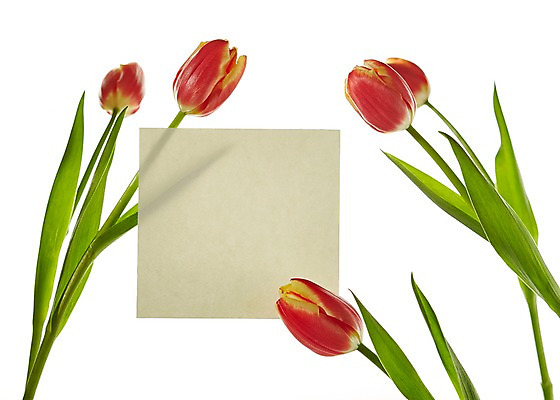 포토 JPG 스튜디오촬영 식물 꽃 종이 컬러 백그라운드 꽃백그라운드 프레임 실내 사람없음 빨간색 튤립 국내포토 카드프레임 내부 파일형식