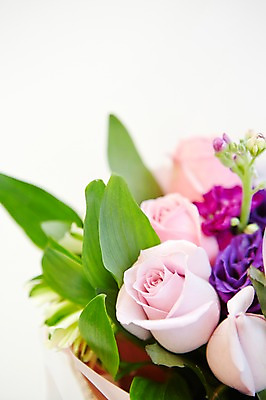 포토 JPG 스튜디오촬영 식물 꽃 분홍색 컬러 백그라운드 꽃백그라운드 실내 선물 근접촬영 사람없음 아웃포커스 장미 바구니 보라색 꽃바구니 국내포토 뷰포인트 촬영기법 내부 파일형식