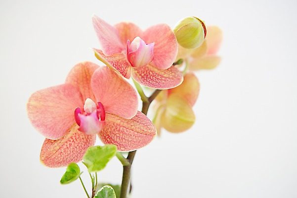 포토 JPG 스튜디오촬영 식물 꽃 분홍색 컬러 백그라운드 꽃백그라운드 실내 근접촬영 사람없음 아웃포커스 호접란 국내포토 뷰포인트 촬영기법 내부 파일형식