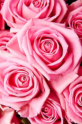 포토 JPG 스튜디오촬영 식물 꽃 분홍색 컬러 백그라운드 꽃백그라운드 실내 근접촬영 사람없음 장미 국내포토 뷰포인트 내부 파일형식