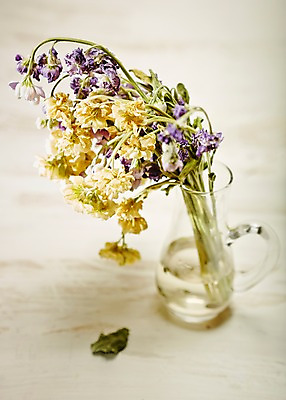 포토 JPG 스튜디오촬영 식물 꽃 컬러 백그라운드 꽃백그라운드 실내 근접촬영 사람없음 아웃포커스 노란색 꽃병 보라색 시들음 스토크 국내포토 뷰포인트 촬영기법 내부 파일형식