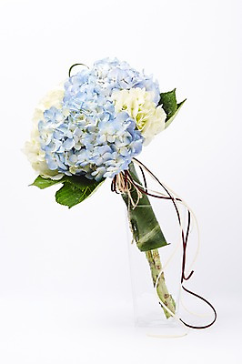 포토 JPG 스튜디오촬영 식물 꽃 리본 컬러 꽃다발 하늘색 백그라운드 꽃백그라운드 실내 선물 사람없음 수국 국내포토 내부 파란색 파일형식