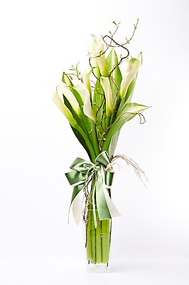 포토 식물 꽃 컬러 백그라운드 실내 내부 파일형식 흰색 리본 선물 꽃백그라운드 꽃다발 카라 스튜디오촬영 사람없음 JPG 국내포토