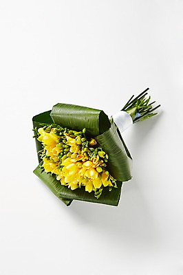 포토 식물 꽃 컬러 백그라운드 실내 내부 파일형식 노란색 선물 꽃백그라운드 꽃다발 프리지어 스튜디오촬영 사람없음 JPG 국내포토