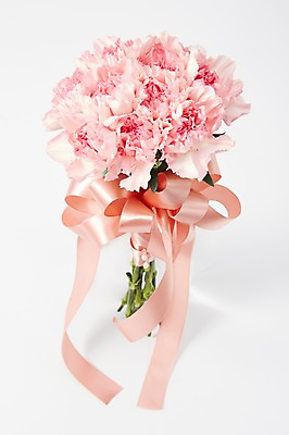 포토 JPG 스튜디오촬영 식물 꽃 리본 분홍색 컬러 꽃다발 백그라운드 꽃백그라운드 실내 선물 사람없음 카네이션 국내포토 내부 파일형식