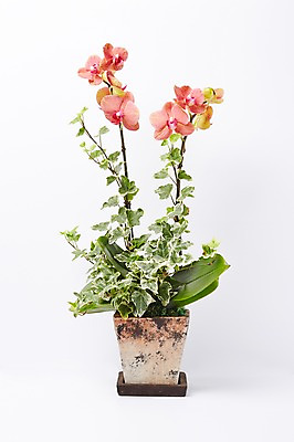 포토 JPG 스튜디오촬영 식물 꽃 화분 분홍색 컬러 백그라운드 꽃백그라운드 실내 사람없음 호접란 국내포토 내부 파일형식