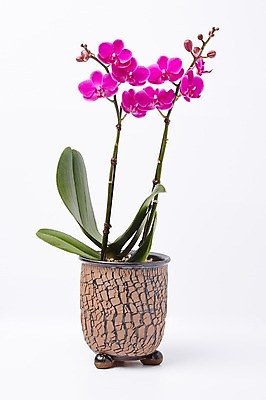 포토 JPG 스튜디오촬영 식물 꽃 화분 컬러 백그라운드 꽃백그라운드 실내 사람없음 자주색 호접란 국내포토 내부 파일형식