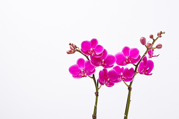 포토 JPG 스튜디오촬영 식물 꽃 컬러 백그라운드 꽃백그라운드 실내 사람없음 자주색 호접란 국내포토 내부 파일형식