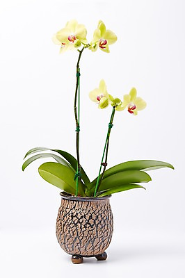 포토 JPG 스튜디오촬영 식물 꽃 화분 컬러 백그라운드 꽃백그라운드 실내 사람없음 노란색 호접란 국내포토 내부 파일형식