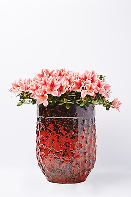 포토 JPG 스튜디오촬영 식물 꽃 화분 분홍색 컬러 백그라운드 꽃백그라운드 실내 사람없음 철쭉 국내포토 내부 파일형식