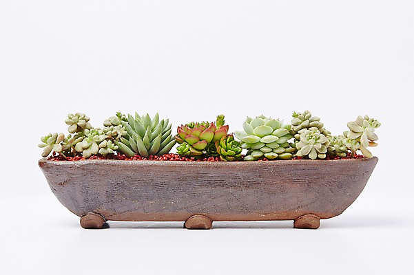 포토 JPG 스튜디오촬영 식물 화분 백그라운드 꽃백그라운드 실내 사람없음 다육식물 국내포토 꽃 내부 파일형식