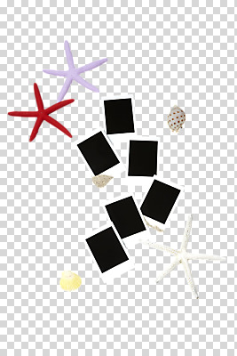 동물 편집 편집이미지 계절 여러마리 조개 어패류 불가사리 사람없음 여름 바다동물 조개껍데기 소라 오브젝트 폴라로이드 고둥 폴라로이드사진 여러장 PNG 편집소스 바다 다수 극피동물 카메라 수중동물 파일형식