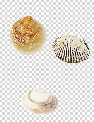 편집 편집이미지 조개 어패류 사람없음 세개 조개껍데기 PNG 꼬막 제철 편집소스 제철음식 동물 음식 3 파일형식