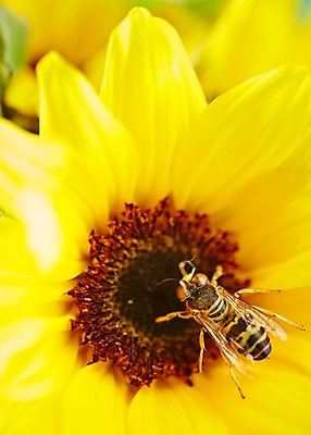 포토 JPG 스튜디오촬영 식물 동물 한마리 계절 꽃 컬러 곤충 백그라운드 절지류 자연 해바라기 실내 근접촬영 사람없음 아웃포커스 노란색 봄 벌 국내포토 1 뷰포인트 촬영기법 내부 생태계 파일형식