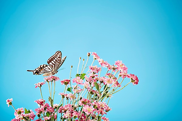포토 JPG 스튜디오촬영 식물 동물 한마리 계절 꽃 분홍색 컬러 나비 곤충 백그라운드 무늬 절지류 자연 실내 근접촬영 사람없음 아웃포커스 봄 소국 호랑나비 국내포토 1 뷰포인트 촬영기법 내부 생태계 파일형식