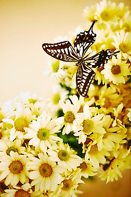 포토 JPG 스튜디오촬영 식물 동물 한마리 계절 꽃 컬러 나비 곤충 백그라운드 무늬 절지류 자연 실내 근접촬영 사람없음 아웃포커스 노란색 봄 소국 호랑나비 국내포토 1 뷰포인트 촬영기법 내부 생태계 파일형식