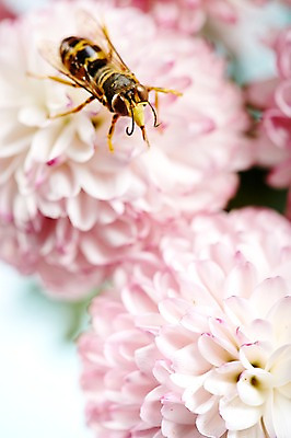 포토 JPG 스튜디오촬영 식물 동물 한마리 계절 꽃 분홍색 컬러 곤충 백그라운드 절지류 자연 실내 근접촬영 사람없음 아웃포커스 봄 벌 국내포토 1 뷰포인트 촬영기법 내부 생태계 파일형식