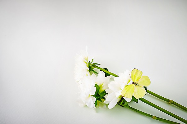 포토 JPG 스튜디오촬영 식물 동물 한마리 계절 꽃 컬러 나비 곤충 백그라운드 절지류 자연 실내 사람없음 아웃포커스 노란색 봄 흰색 달리아 국내포토 1 촬영기법 내부 생태계 파일형식