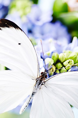 포토 JPG 스튜디오촬영 식물 동물 한마리 계절 꽃 컬러 하늘색 나비 곤충 백그라운드 절지류 자연 실내 근접촬영 사람없음 아웃포커스 봄 흰색 히아신스 국내포토 1 뷰포인트 촬영기법 내부 파란색 생태계 파일형식