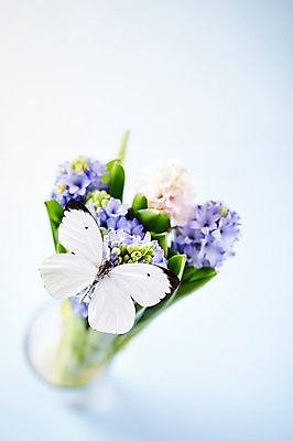 포토 JPG 스튜디오촬영 식물 동물 한마리 계절 꽃 컬러 하늘색 나비 곤충 백그라운드 절지류 자연 실내 근접촬영 사람없음 아웃포커스 꽃병 봄 흰색 히아신스 국내포토 1 뷰포인트 촬영기법 내부 파란색 생태계 파일형식