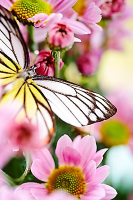 포토 JPG 스튜디오촬영 식물 동물 한마리 계절 꽃 분홍색 컬러 곤충 백그라운드 무늬 절지류 자연 실내 근접촬영 사람없음 아웃포커스 봄 흰색 소국 호랑나비 국내포토 1 뷰포인트 나비 촬영기법 내부 생태계 파일형식