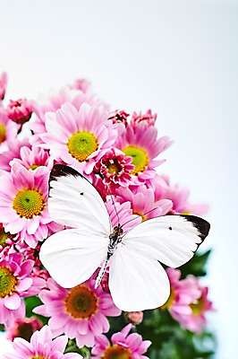 포토 JPG 스튜디오촬영 식물 동물 한마리 계절 꽃 분홍색 컬러 나비 곤충 백그라운드 절지류 자연 실내 근접촬영 사람없음 아웃포커스 봄 흰색 소국 국내포토 1 뷰포인트 촬영기법 내부 생태계 파일형식