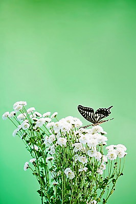 포토 JPG 스튜디오촬영 식물 동물 한마리 계절 꽃 컬러 나비 곤충 백그라운드 무늬 절지류 자연 실내 사람없음 아웃포커스 봄 흰색 호랑나비 국내포토 1 촬영기법 내부 생태계 파일형식