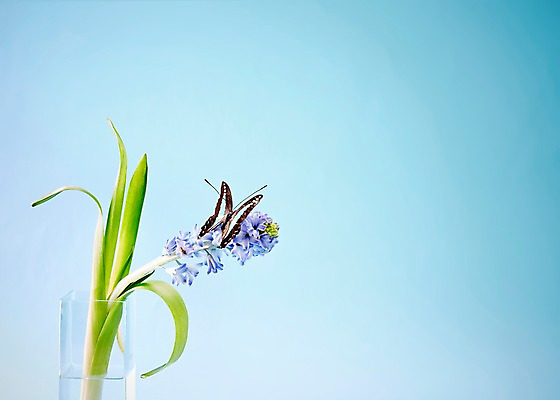 포토 JPG 스튜디오촬영 식물 동물 한마리 계절 꽃 컬러 하늘색 나비 곤충 백그라운드 무늬 절지류 자연 실내 사람없음 꽃병 봄 호랑나비 히아신스 국내포토 1 내부 파란색 생태계 파일형식