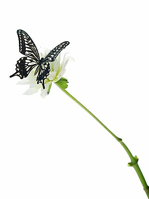 포토 JPG 스튜디오촬영 식물 동물 한마리 계절 꽃 컬러 나비 곤충 백그라운드 한송이 무늬 절지류 자연 실내 누끼 근접촬영 사람없음 봄 흰색 달리아 호랑나비 국내포토 1 뷰포인트 내부 생태계 송이 파일형식