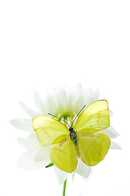 포토 JPG 스튜디오촬영 식물 동물 한마리 계절 꽃 컬러 나비 곤충 백그라운드 절지류 자연 실내 누끼 근접촬영 사람없음 아웃포커스 노란색 봄 흰색 달리아 국내포토 1 뷰포인트 촬영기법 내부 생태계 파일형식